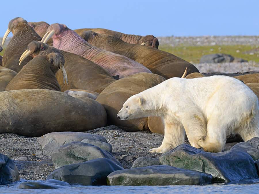 A polar bear walks on rocky ground near walruses resting on a beach.