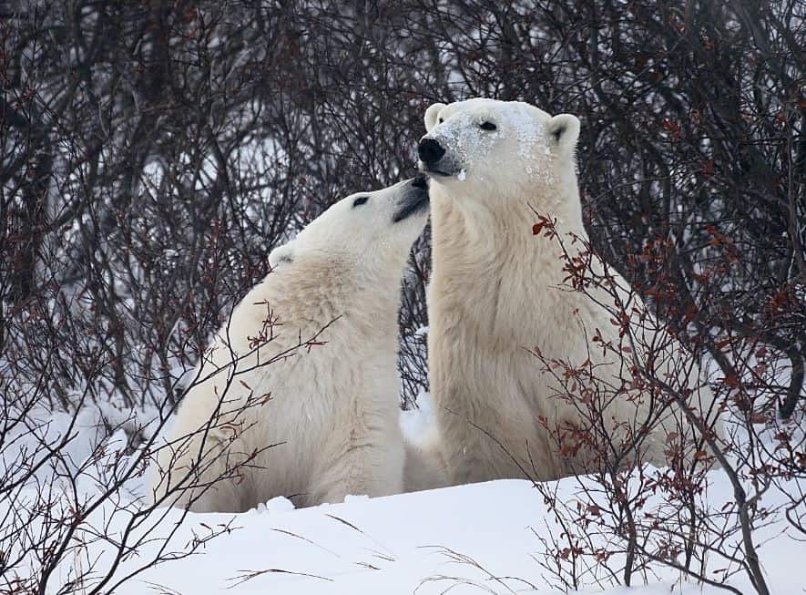 Where The Polar Bears Are - Churchill Northern Studies Centre