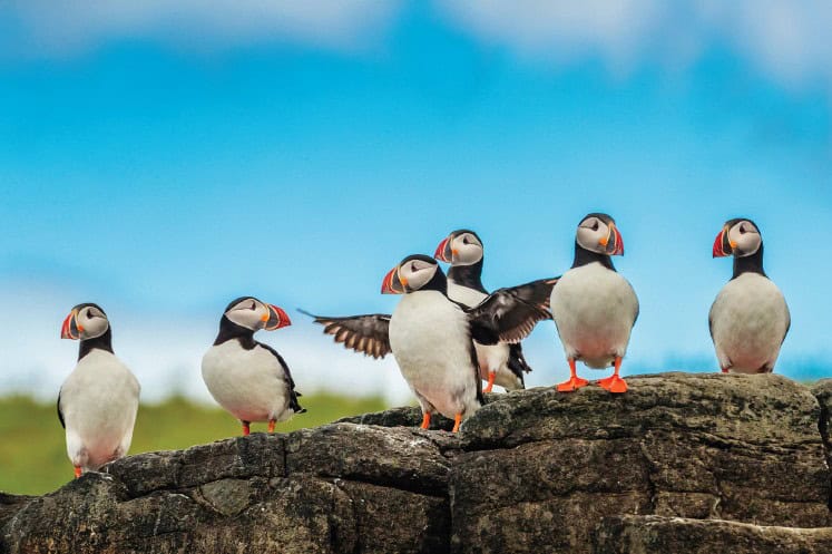 A group of puffins perched together on a rocky outcrop against a blue sky.